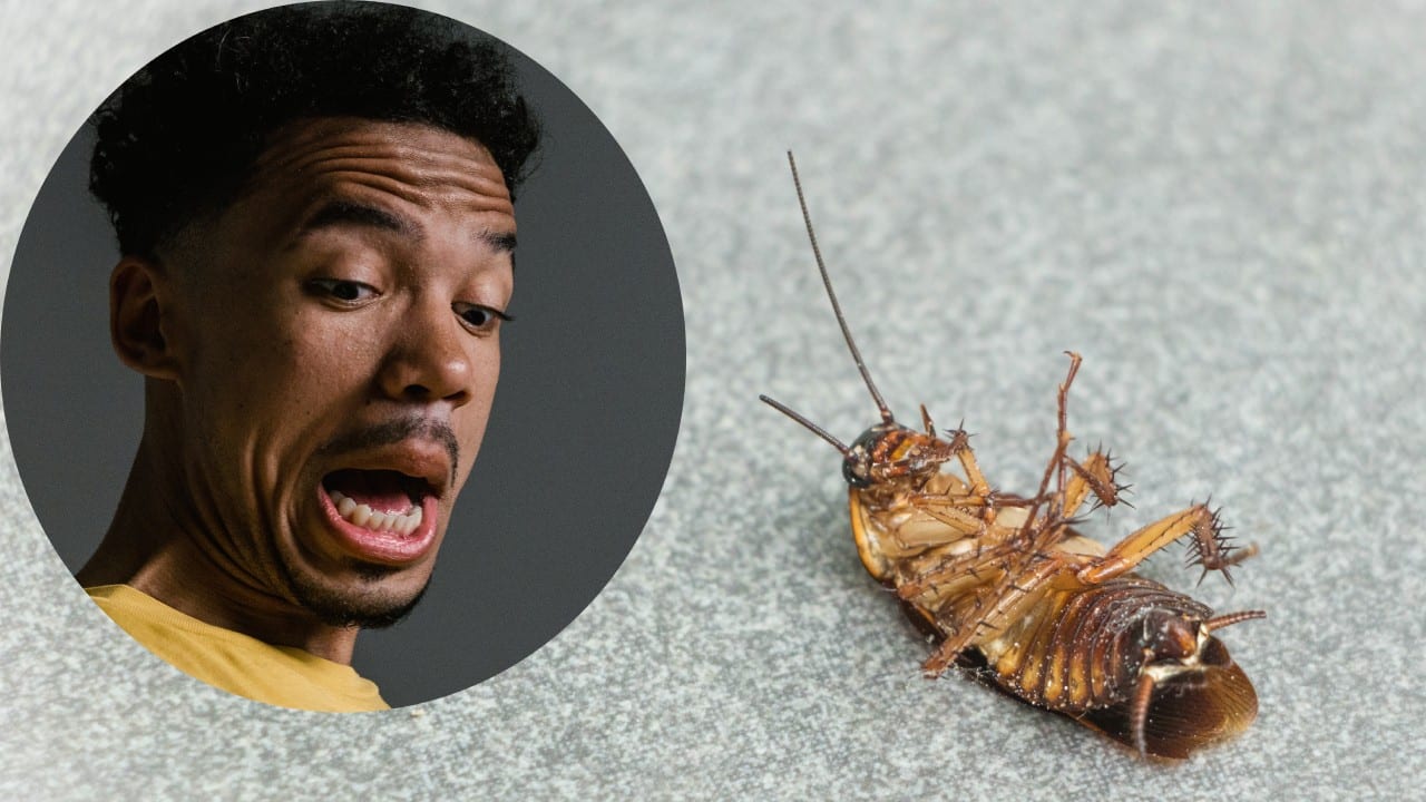 Remedios para eliminar cucarachas rápido