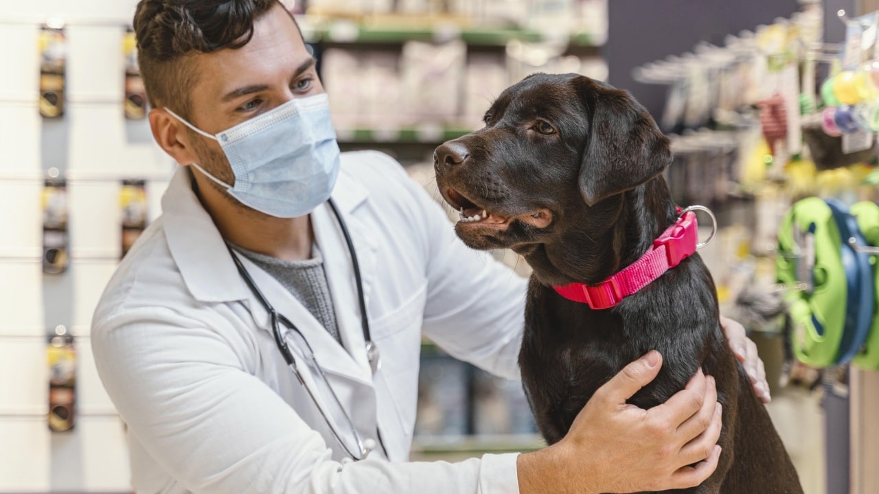 Señales de que tu perro tiene parásitos