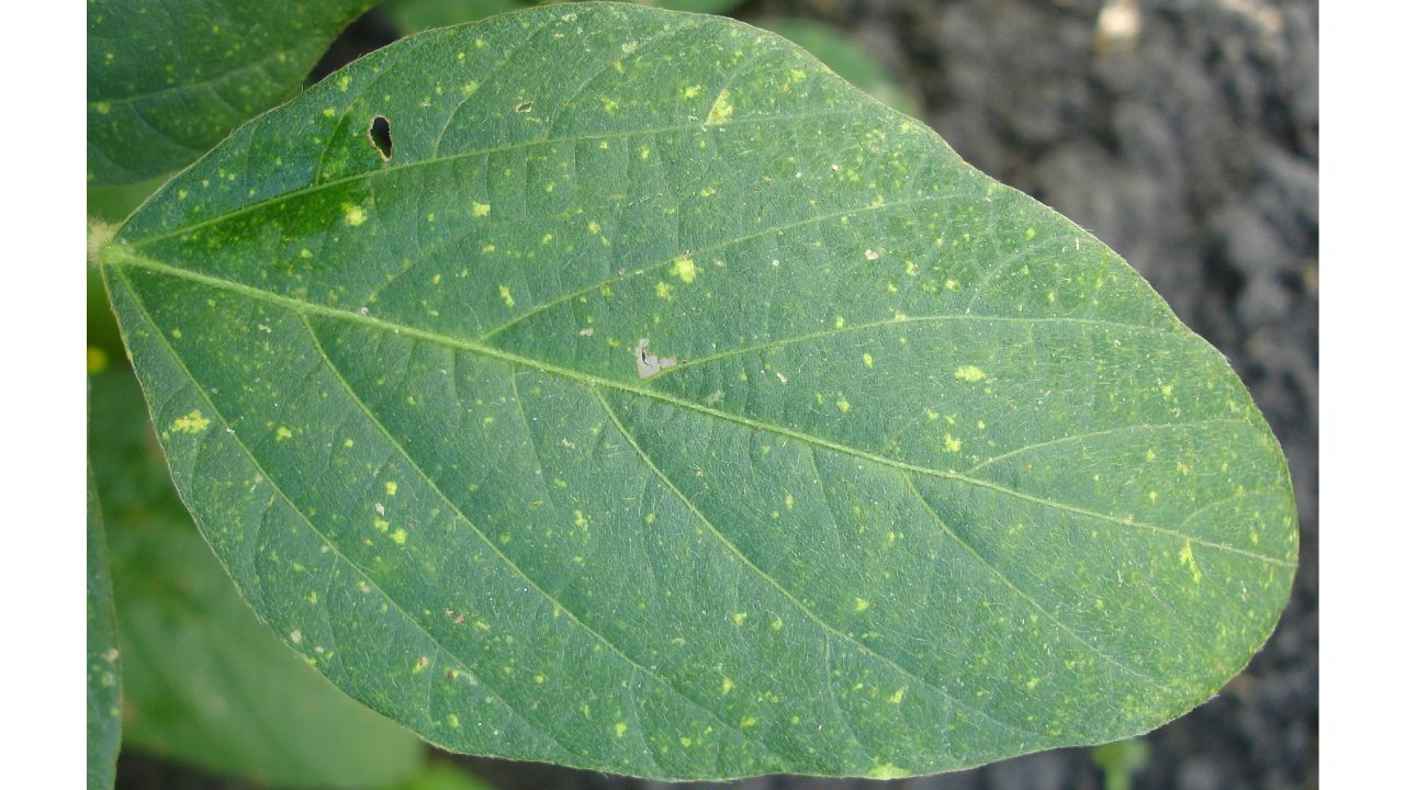 Cómo revivir plantas enfermas con azúcar