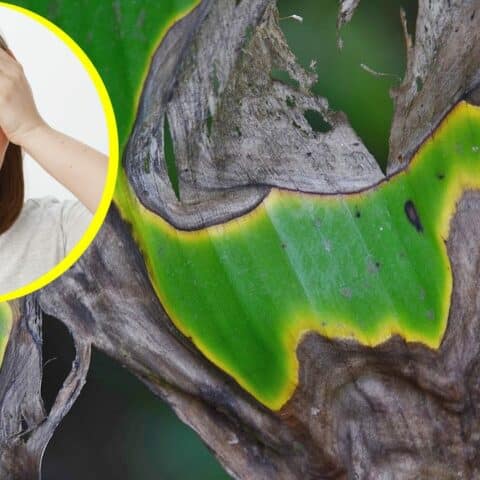 Cómo revivir plantas enfermas con azúcar