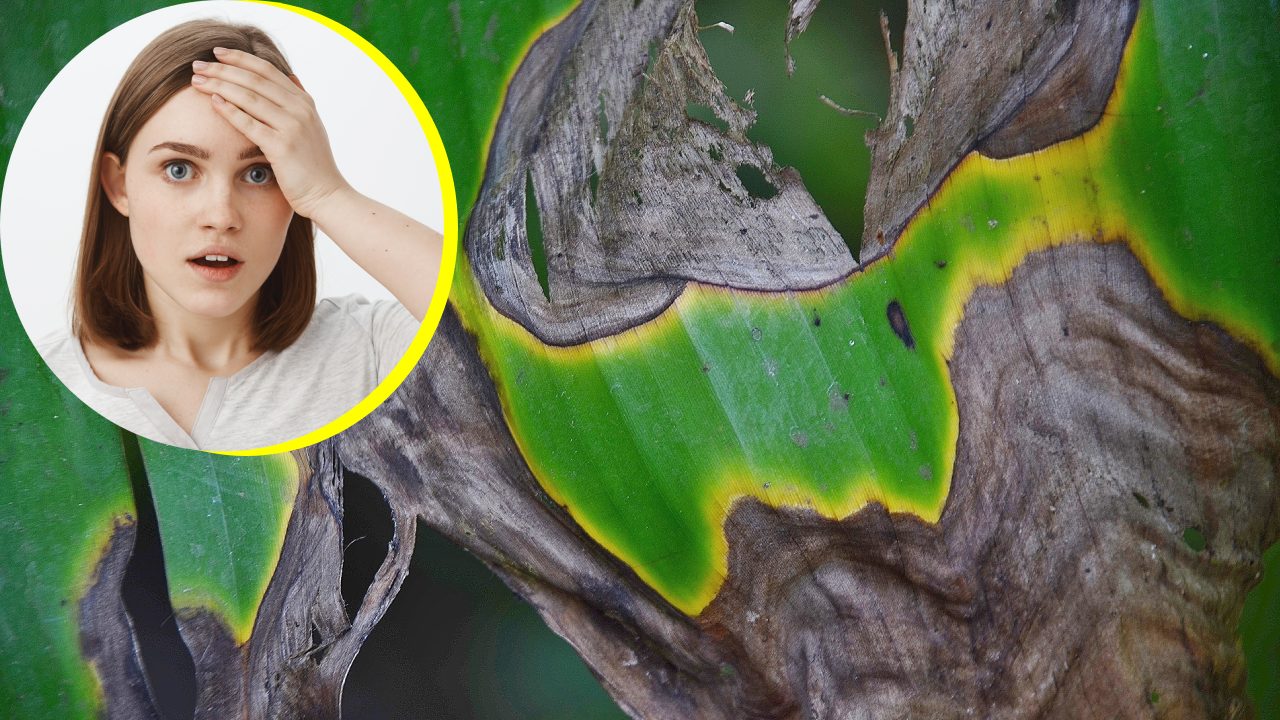 Cómo revivir plantas enfermas con azúcar