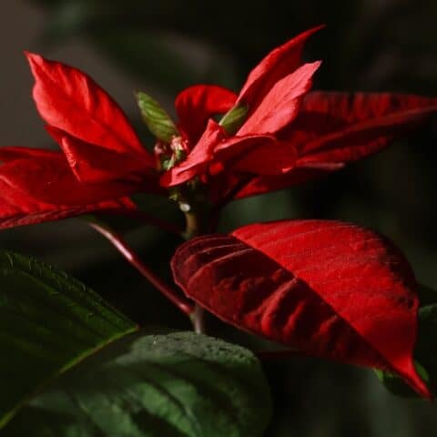 mantener viva tu flor de Nochebuena