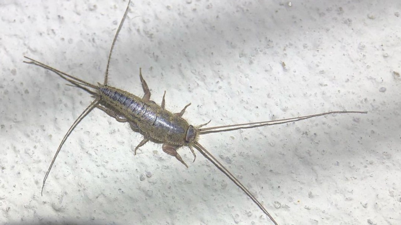 Cómo eliminar pececillos de plata