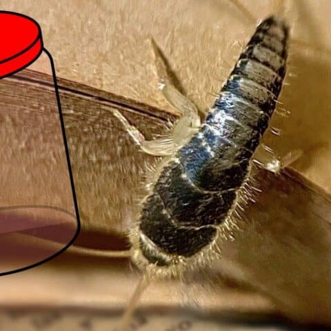 Cómo eliminar pececillos de plata