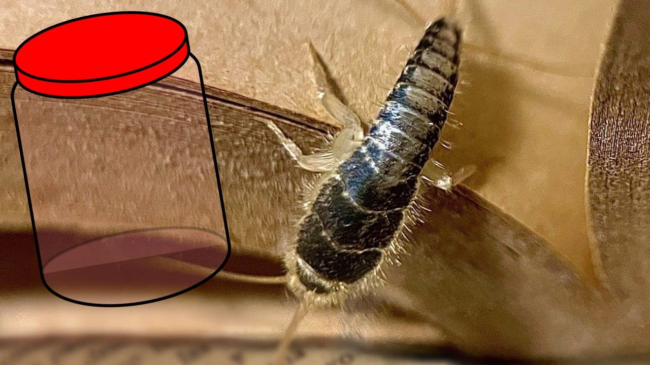 Cómo eliminar pececillos de plata