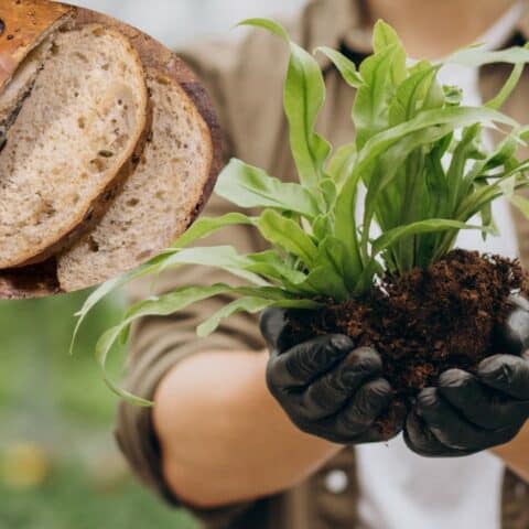 usar el pan duro en la jardinería