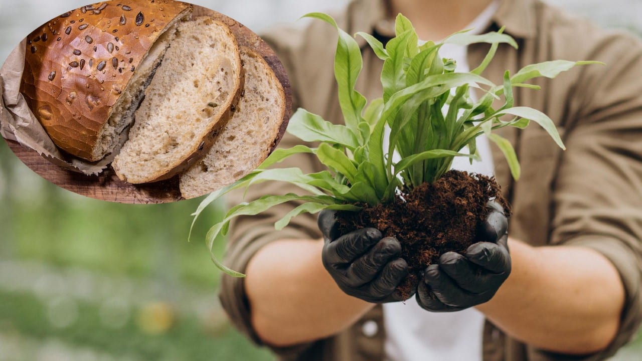 usar el pan duro en la jardinería
