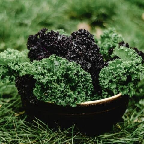 verdura que necesitas incluir en tu dieta