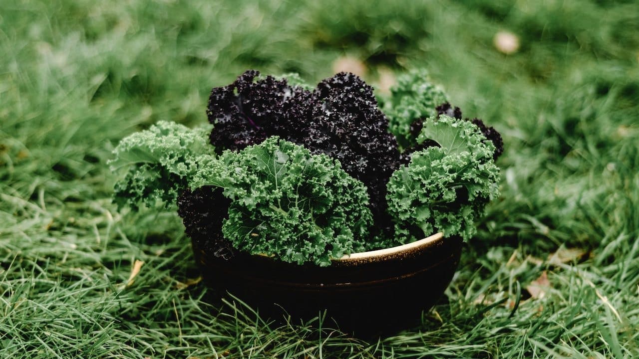 verdura que necesitas incluir en tu dieta