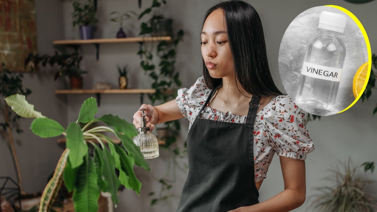 Insecticida casero de vinagre para plantas