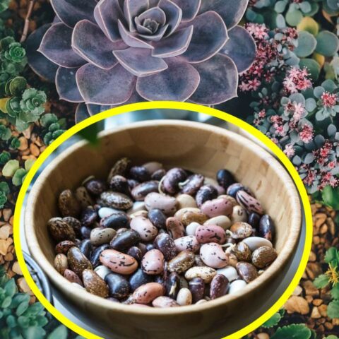 Abono de frijoles para suculentas