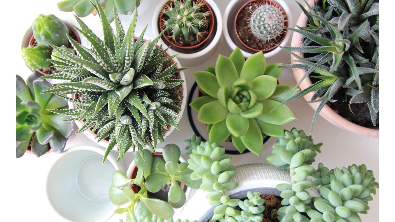 Abono de frijoles para suculentas