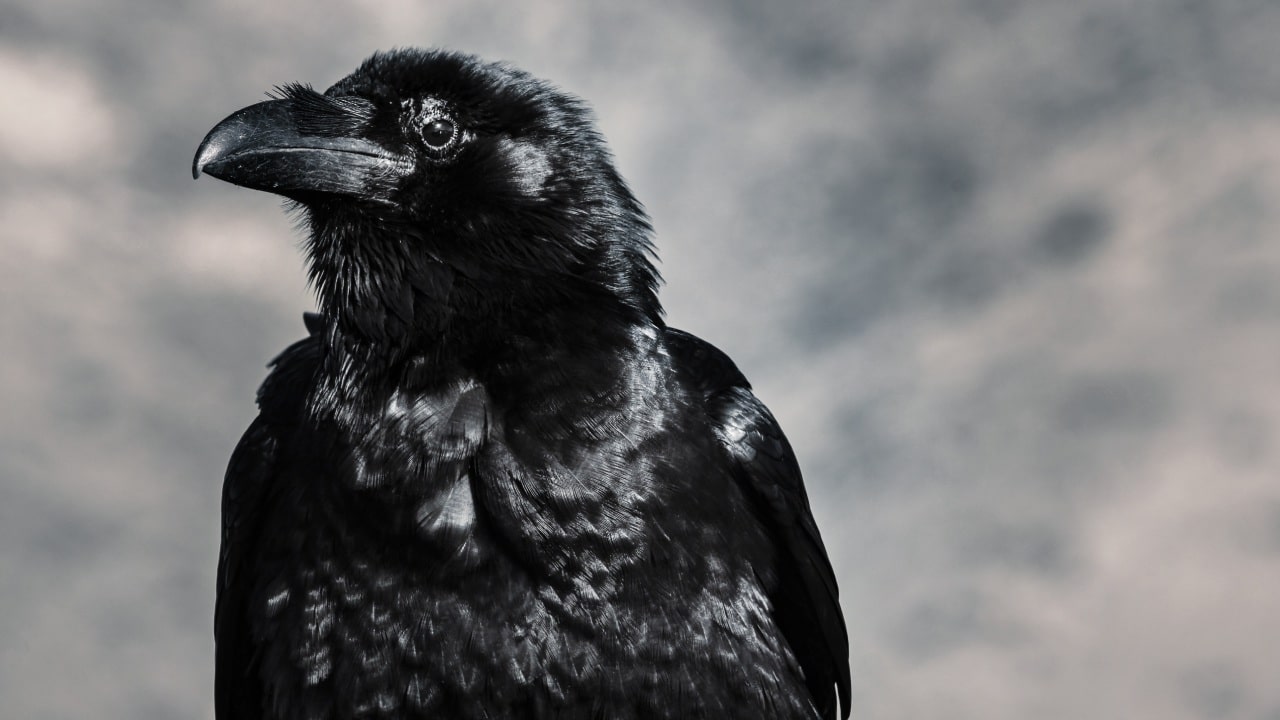 Aparición masiva de cuervos causa terror en Japón