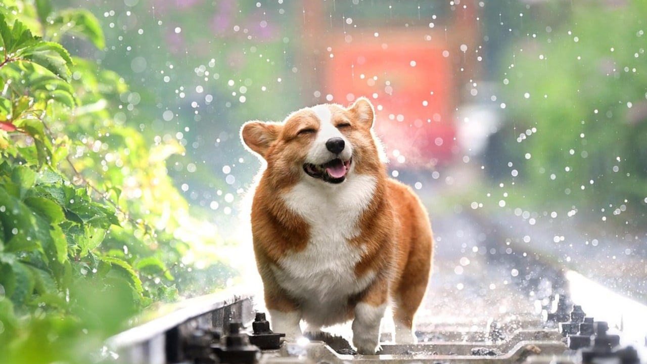 Cómo hacer gomitas de colágeno para tu perro