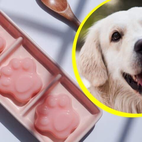 Cómo hacer gomitas de colágeno para tu perro