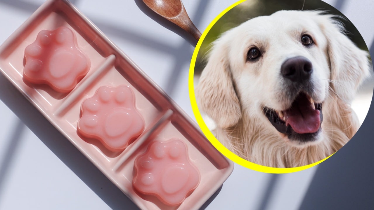 Cómo hacer gomitas de colágeno para tu perro