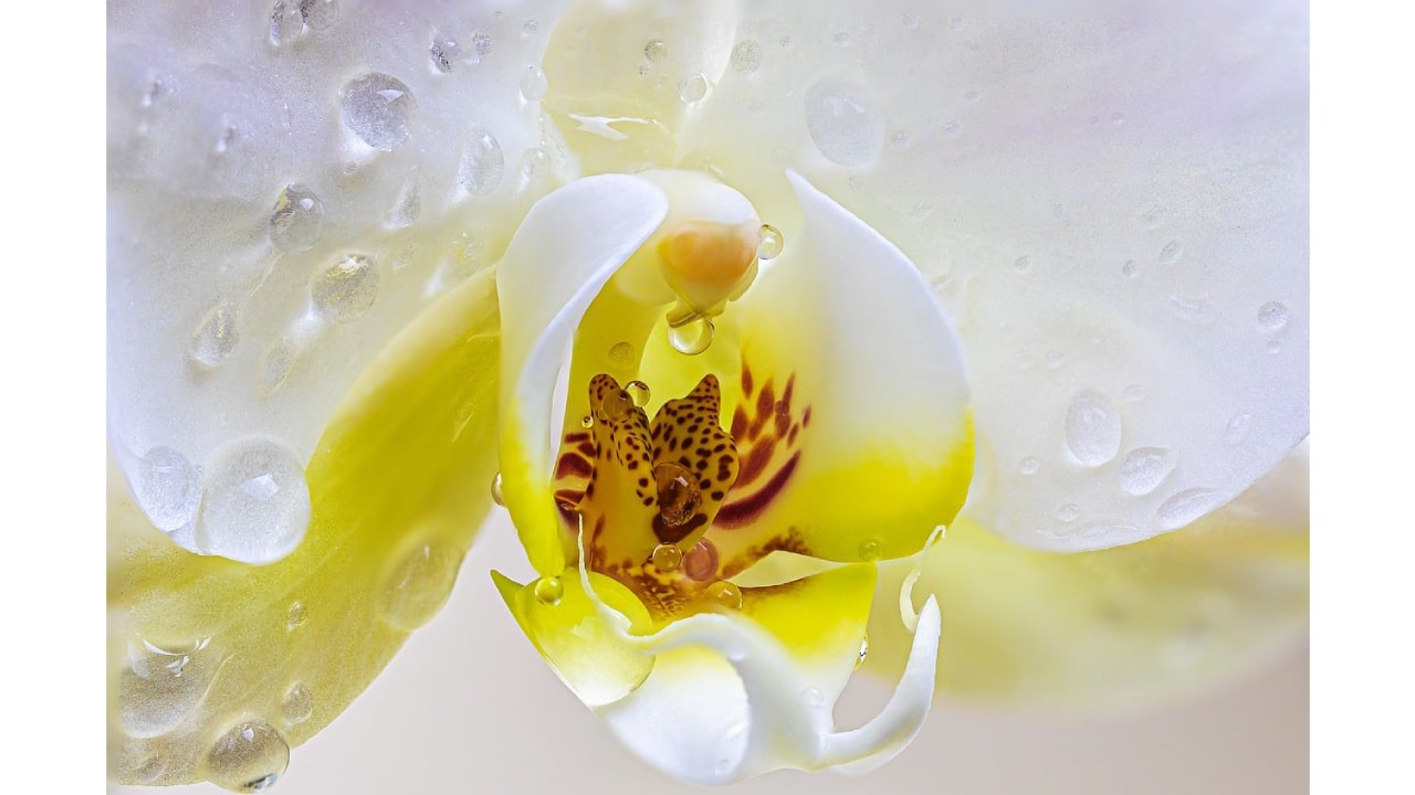 Cómo preparar agua de riego para orquídeas