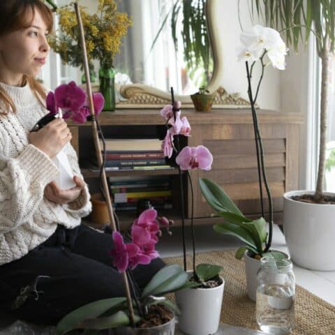 Cómo preparar agua de riego para orquídeas