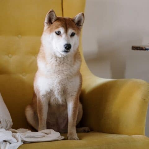 Cómo quitar el olor a perro del sillón