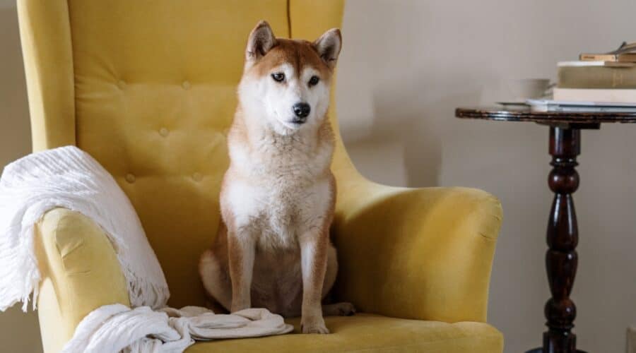 Cómo quitar el olor a perro del sillón