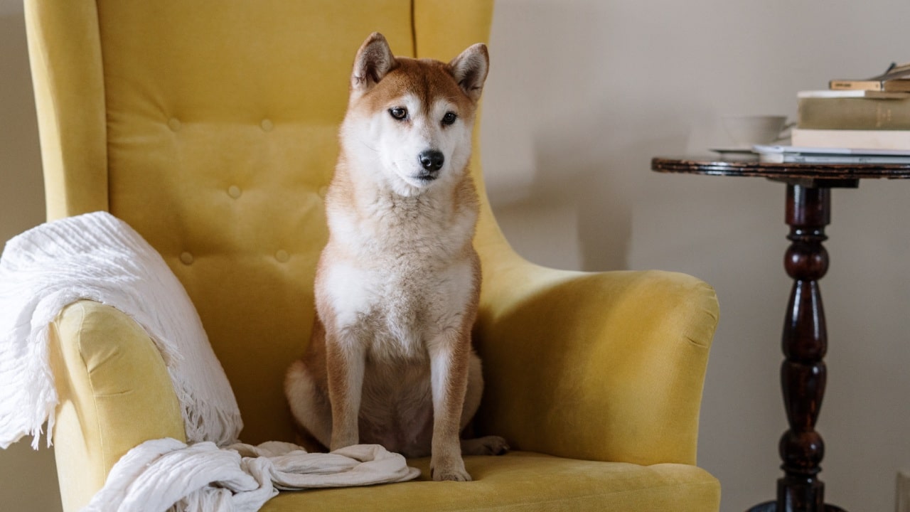Cómo quitar el olor a perro del sillón