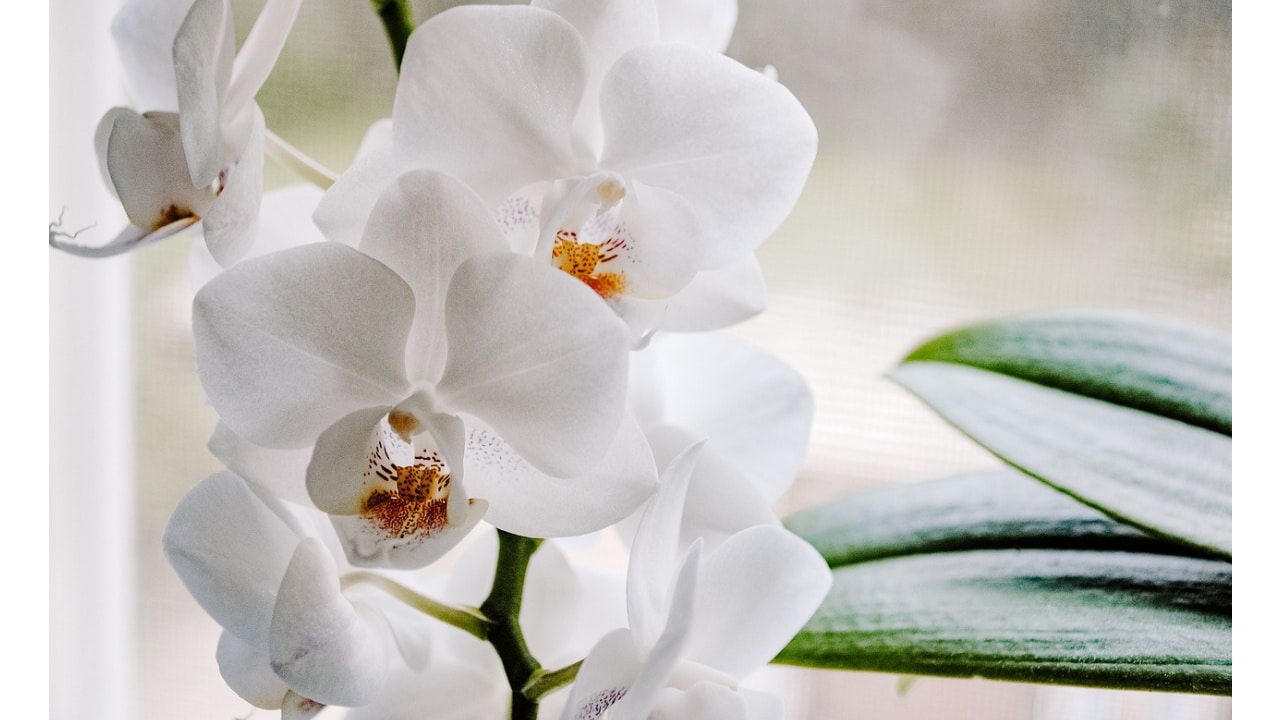 Cómo regar tu orquídea para que se llene de flores