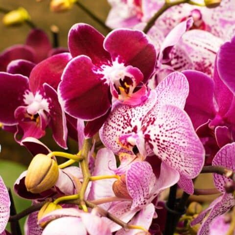 Cómo regar tu orquídea para que se llene de flores