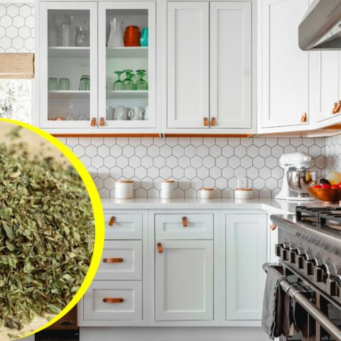 Beneficio de poner orégano en la cocina