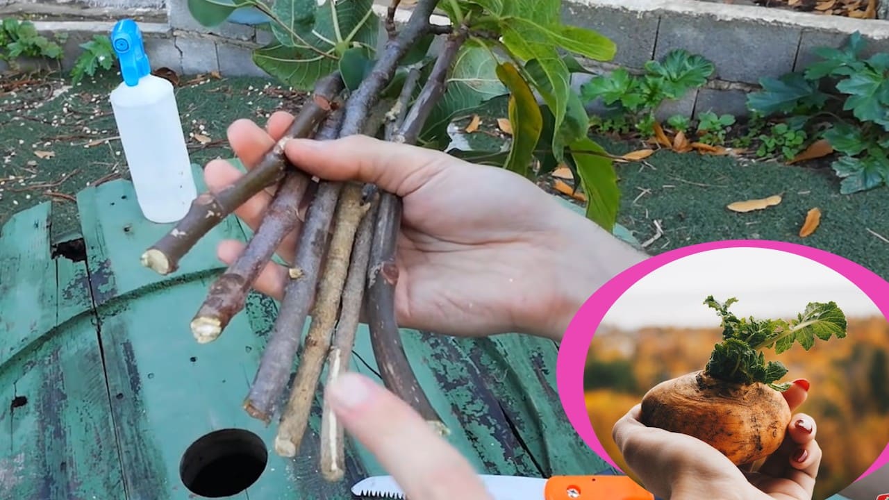 enraizar todos tus esquejes