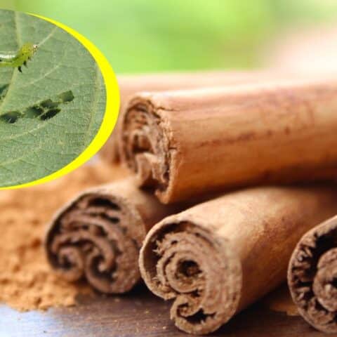 Elimina las plagas en tus plantas con canela