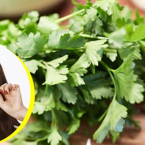 Clasificaron al perejil como una planta tóxica
