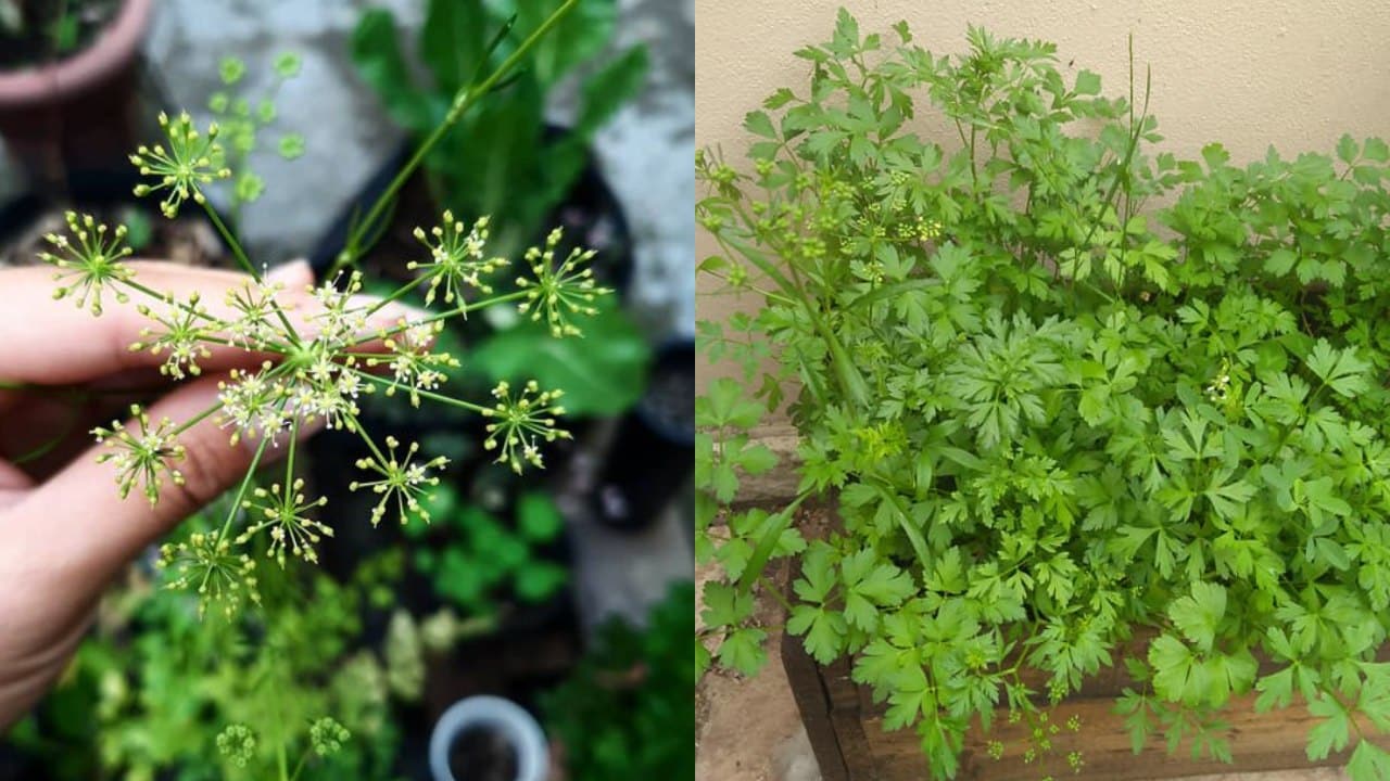 Clasificaron al perejil como una planta tóxica