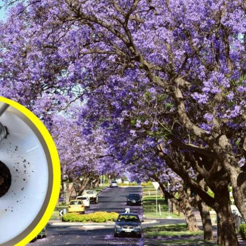 Fertilizar jacarandas con restos de café