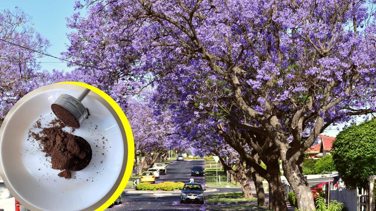 Fertilizar jacarandas con restos de café
