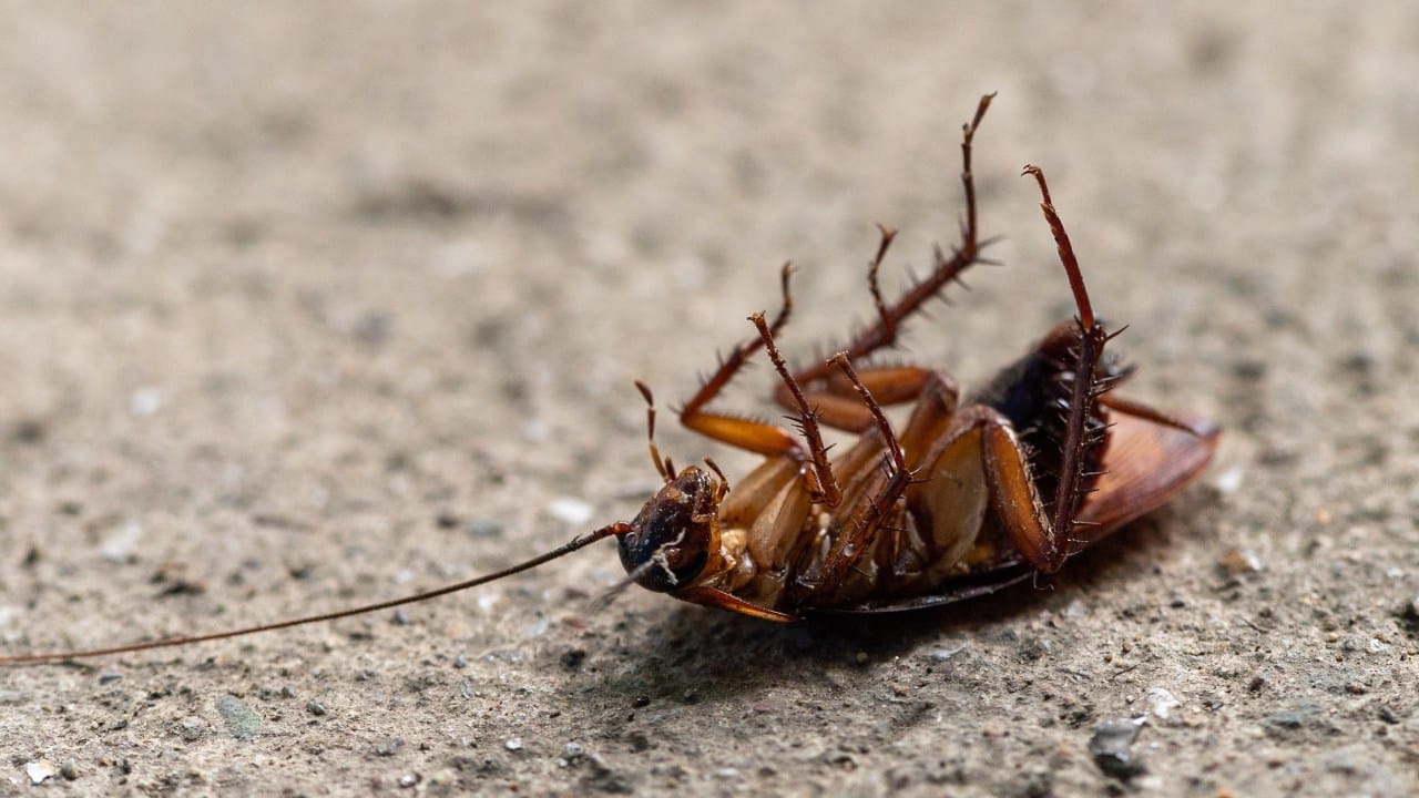 Insecticida casero con ajo para moscas y cucarachas