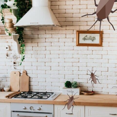 Cómo eliminar cucarachas chiquitas de la cocina