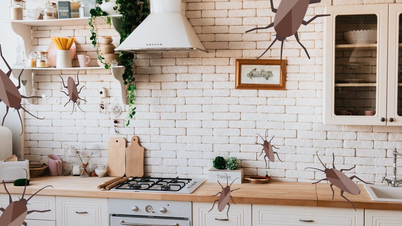 Cómo eliminar cucarachas chiquitas de la cocina