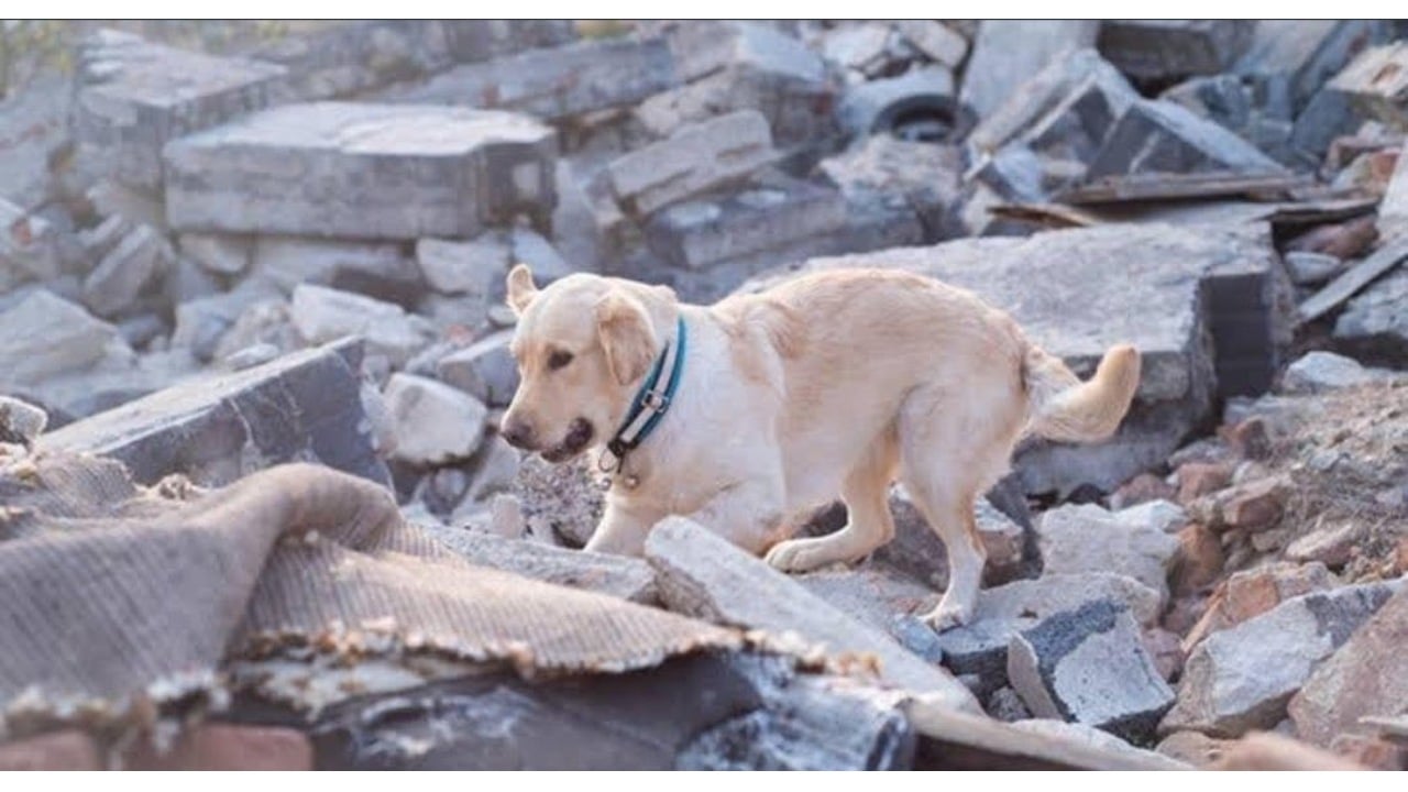 Perro rescatista de Turquía