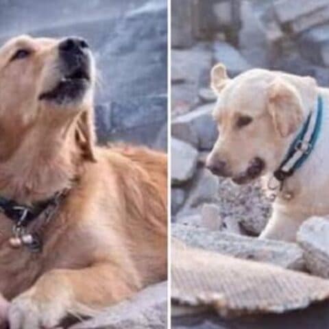 Perro rescatista de Turquía