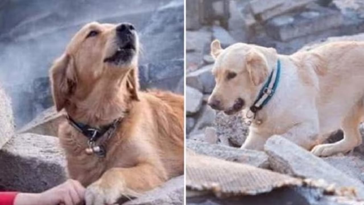 Perro rescatista de Turquía