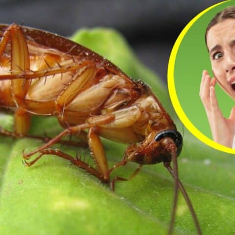 Lo que atrae a las cucarachas a tu cocina