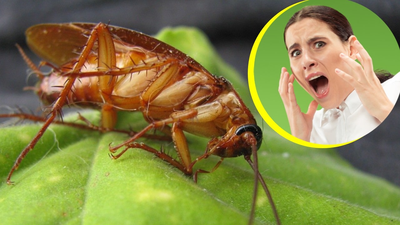 Lo que atrae a las cucarachas a tu cocina