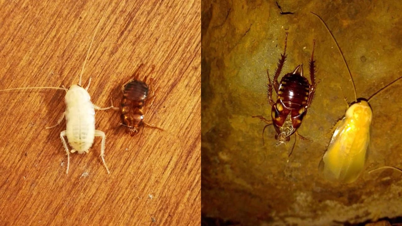 No debes aplastar a las cucarachas albinas