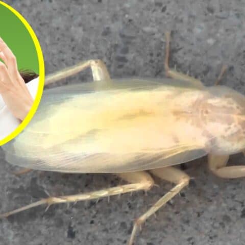 No debes aplastar a las cucarachas albinas