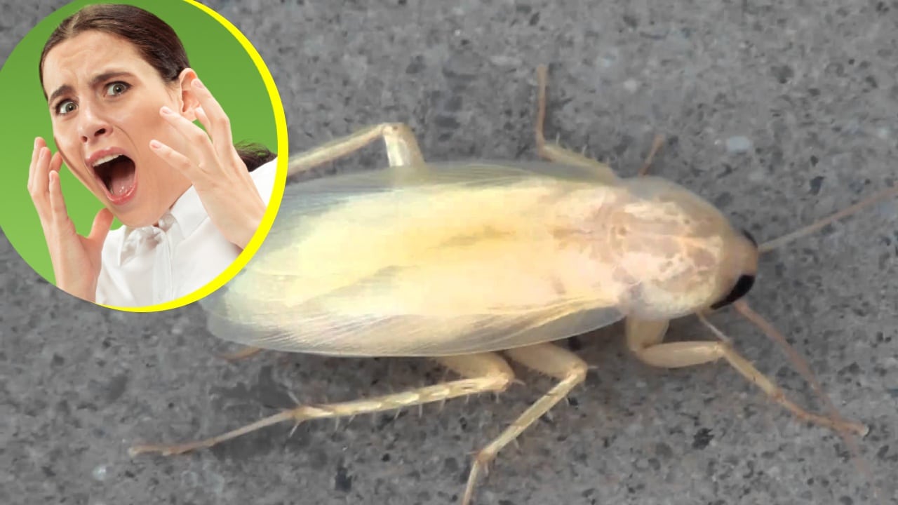 No debes aplastar a las cucarachas albinas