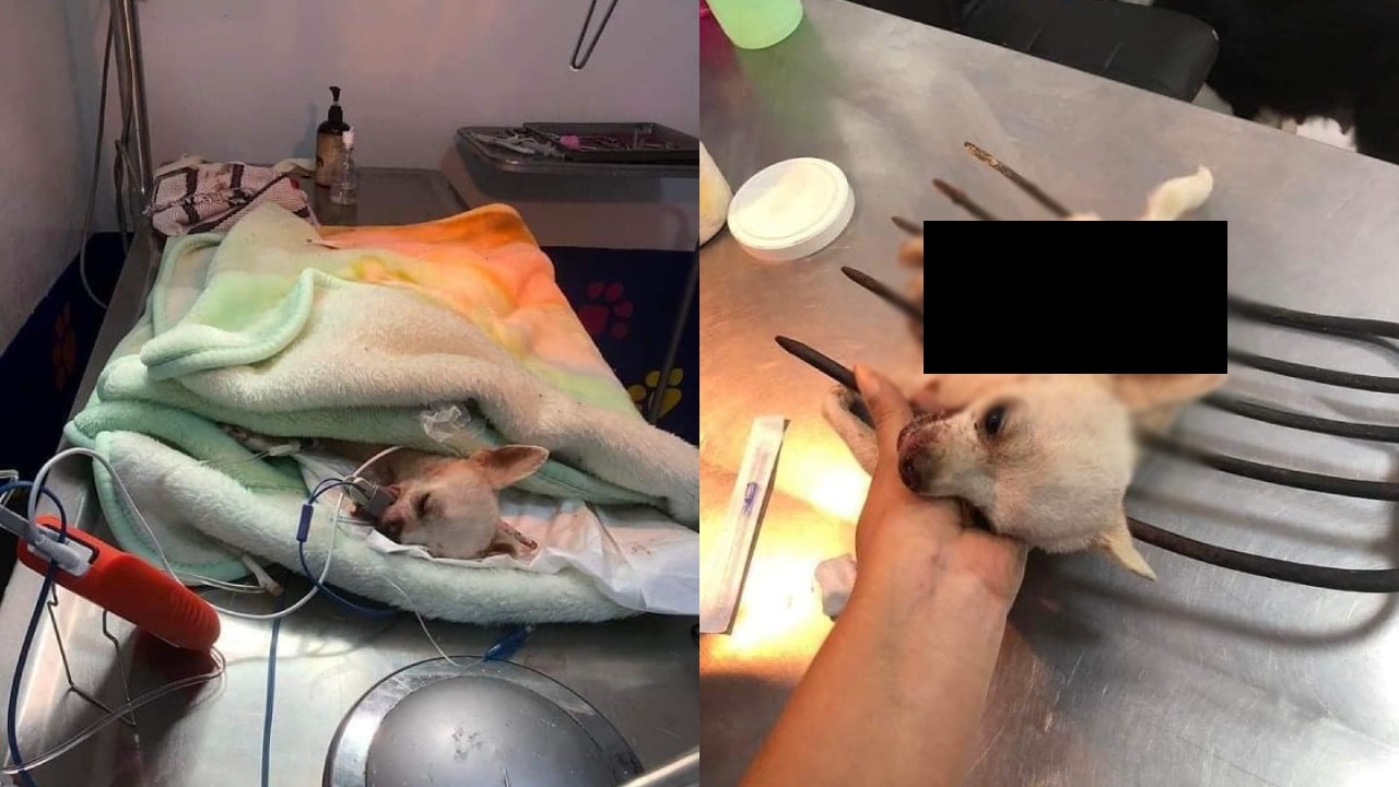 Pincky, el chihuahua que defendió su casa de un ladrón