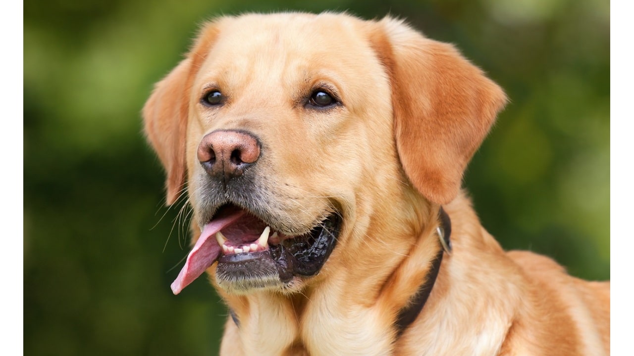 Razas de perros que ayudan a mantener alejadas a las cucarachas
