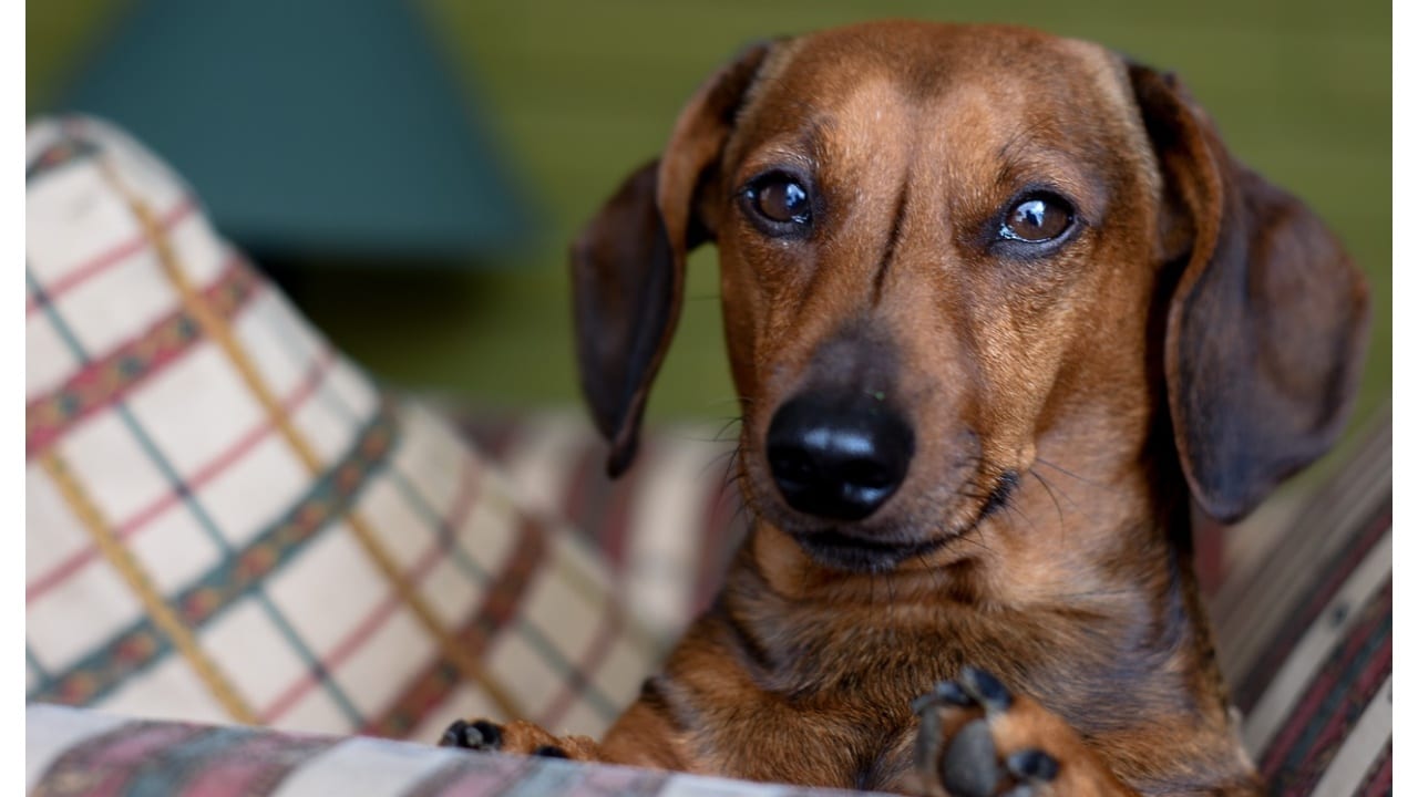 Razas de perros que ayudan a mantener alejadas a las cucarachas
