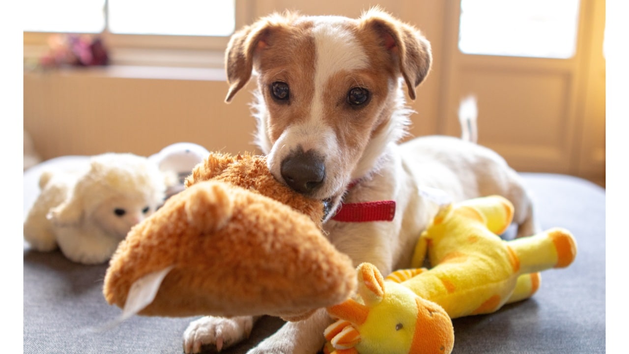 Razas de perros que ayudan a mantener alejadas a las cucarachas