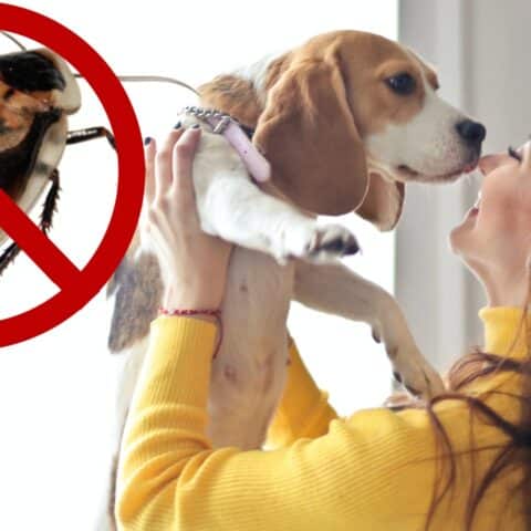 Razas de perros que ayudan a mantener alejadas a las cucarachas